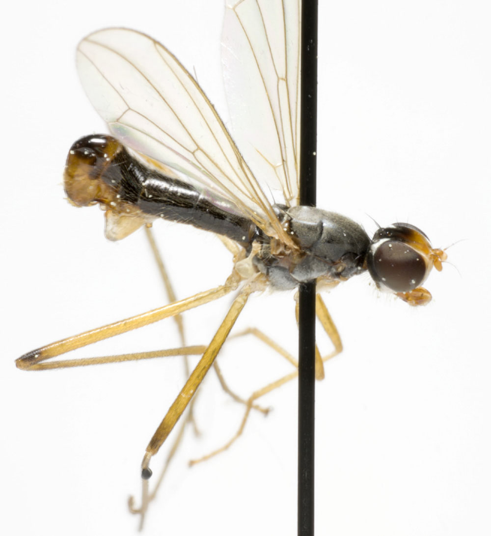 Micropezidae: Neria commutata (male) (1)