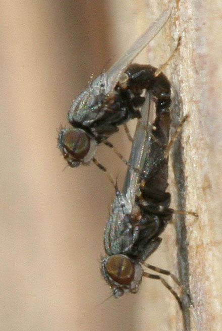 Milichiidae: Leptometopa latipes (copula) (1)