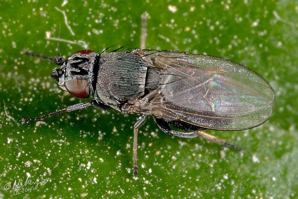 Milichiidae: Desmometopa varipalpis (female) (1)