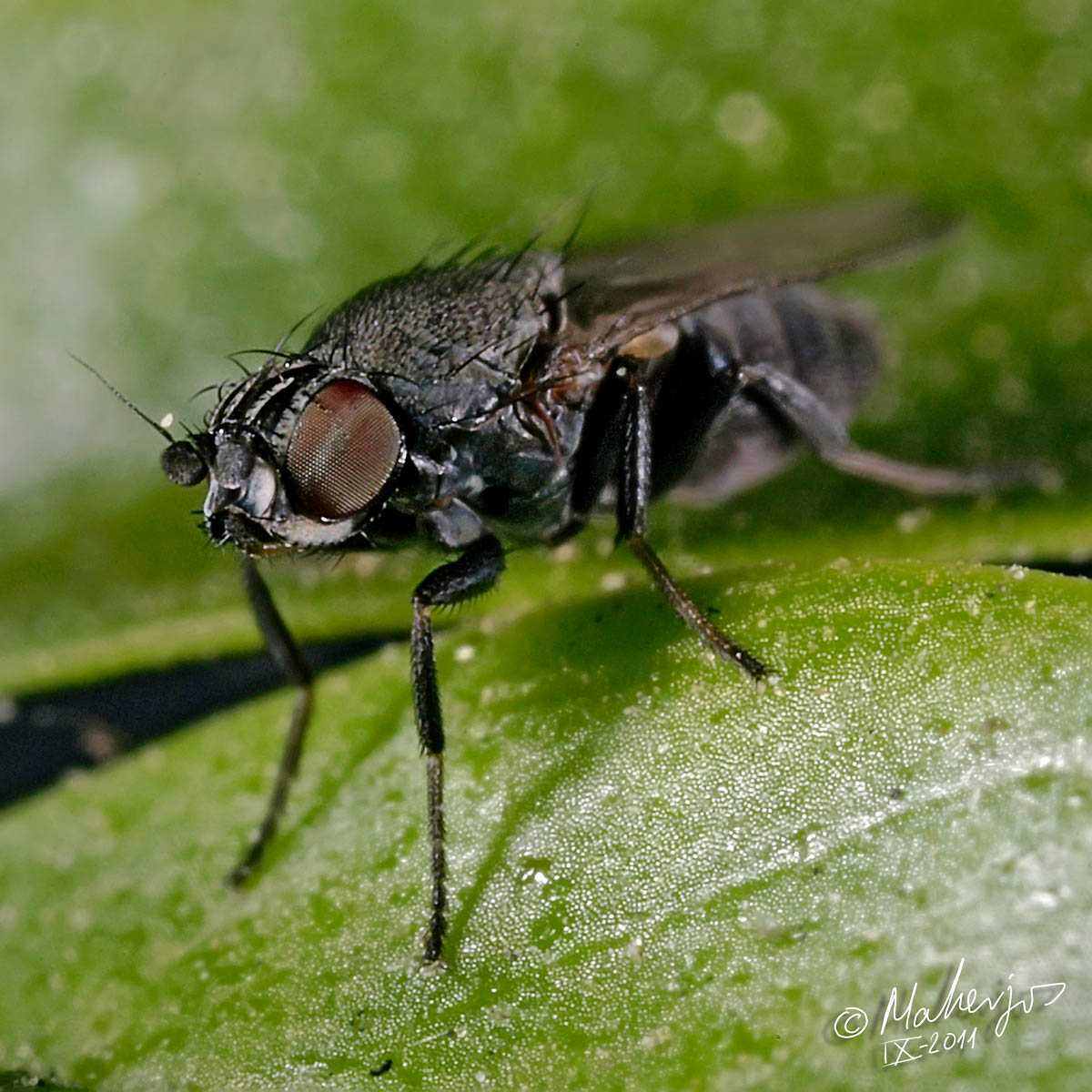 Milichiidae: Desmometopa varipalpis (female) (2)