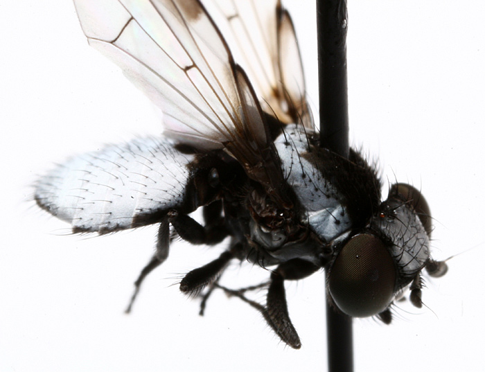 Milichiidae: Milichia canariensis (male) (1)
