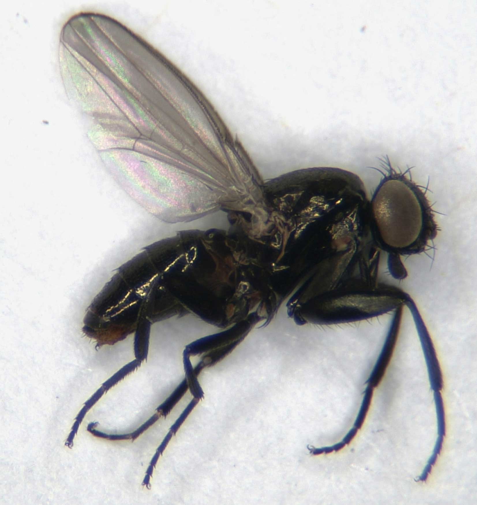 Milichiidae: Madiza pachymera (female) (2)