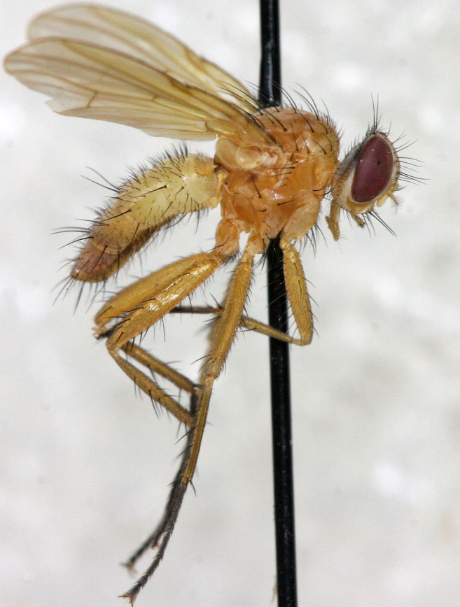Muscidae: Xenotachina pallida (male) (1)