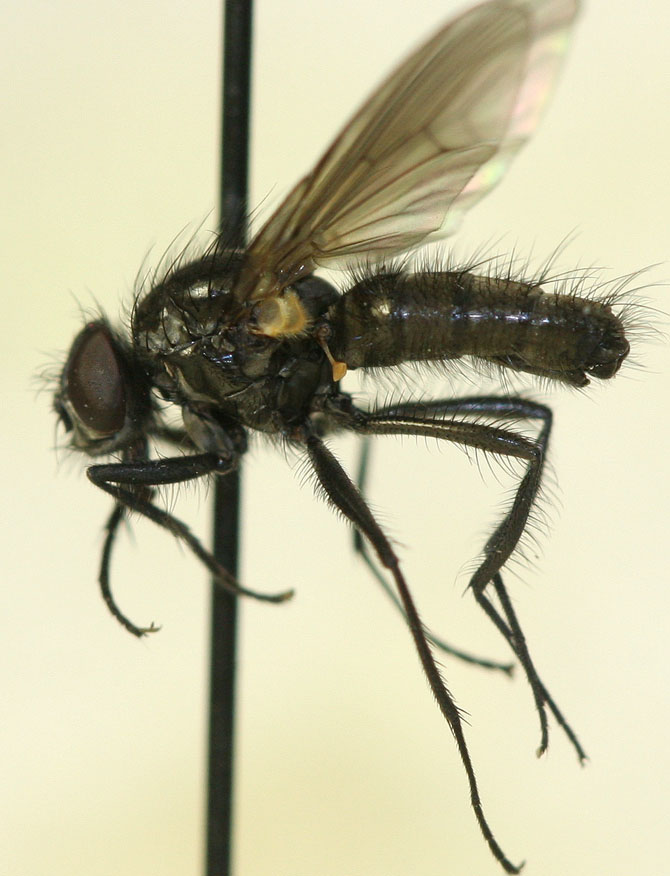 Muscidae: Thricops spiniger (male) (1)