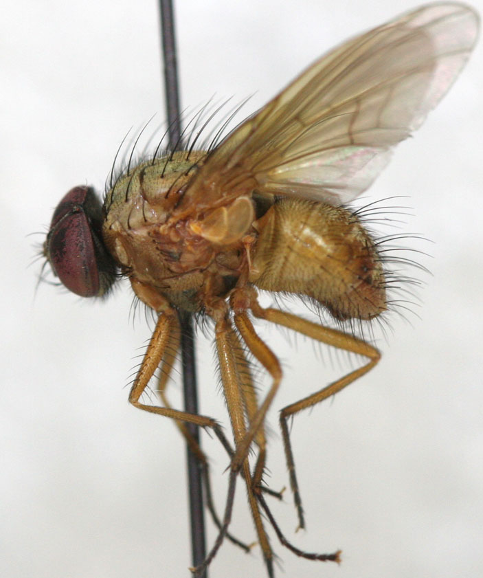 Muscidae: Mydaea lateritia (male) (1)