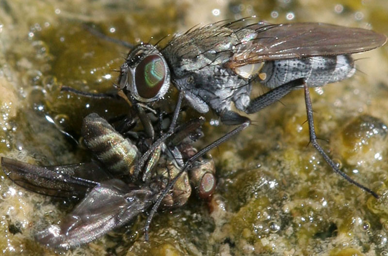 Muscidae: Lispe assimilis (male) (1)