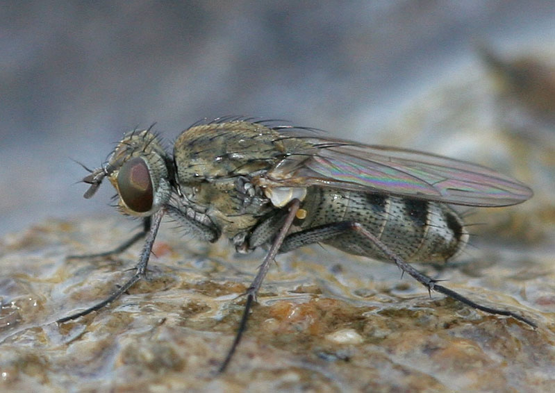 Muscidae: Lispe longicollis (female) (1)