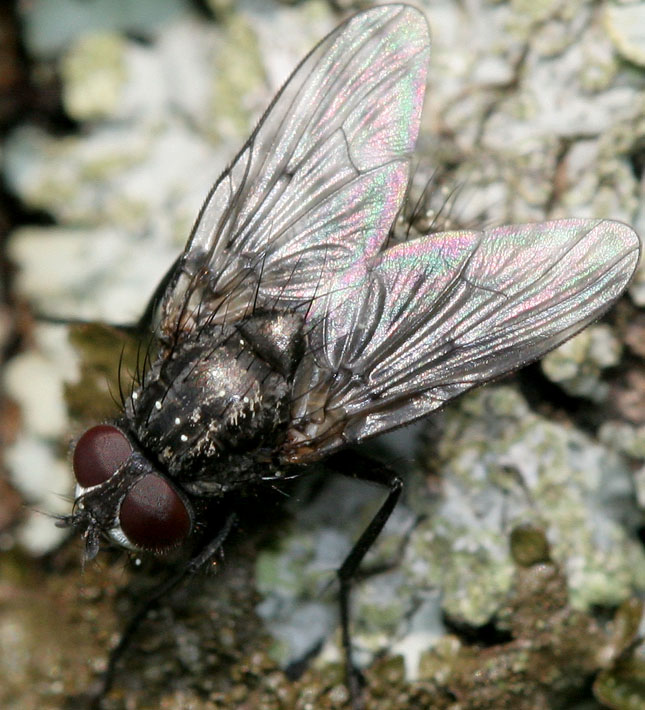 Muscidae: Phaonia siebecki (male) (1)