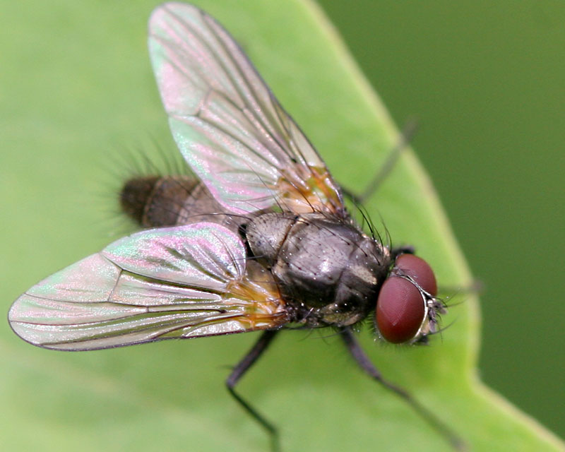 Muscidae: Thricops nigrifrons (male) (1)