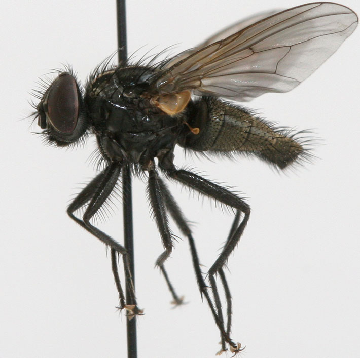 Muscidae: Myospila meditabunda (male) (1)