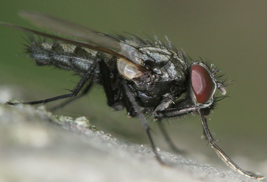 Muscidae: Potamia littoralis (male) (1)