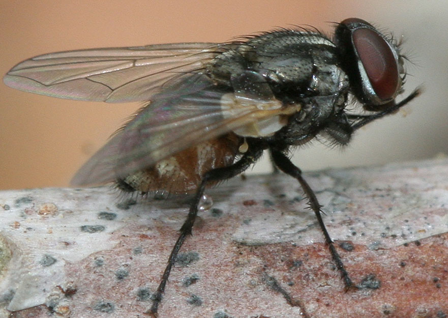 Muscidae: Musca sorbens (male) (2)