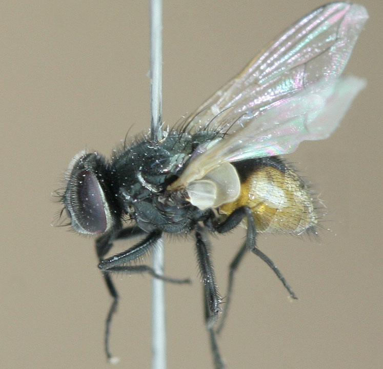 Muscidae: Musca osiris (male) (1)