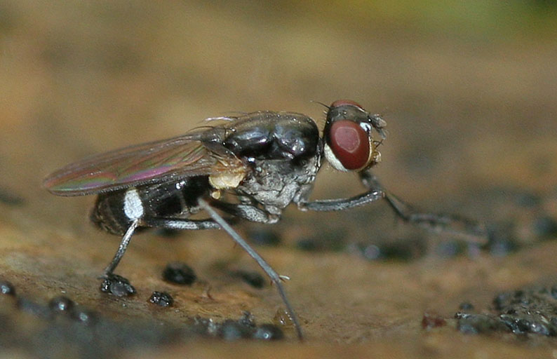 Muscidae: Lispe binotata (female) (1)