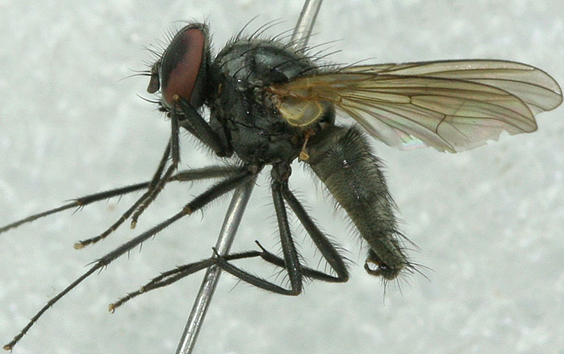 Muscidae: Huckettomyia secunda (male) (1)
