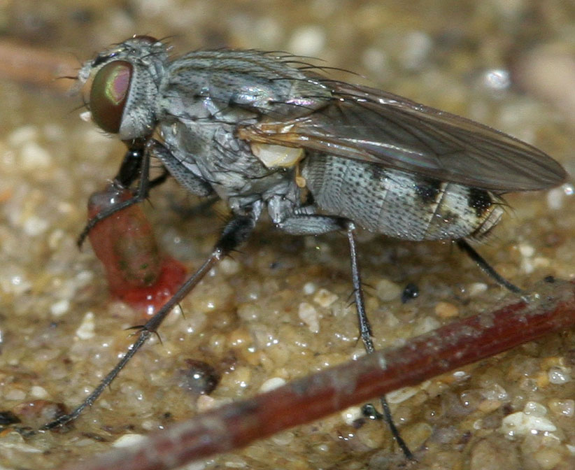 Muscidae: Lispe pacifica (female) (2)