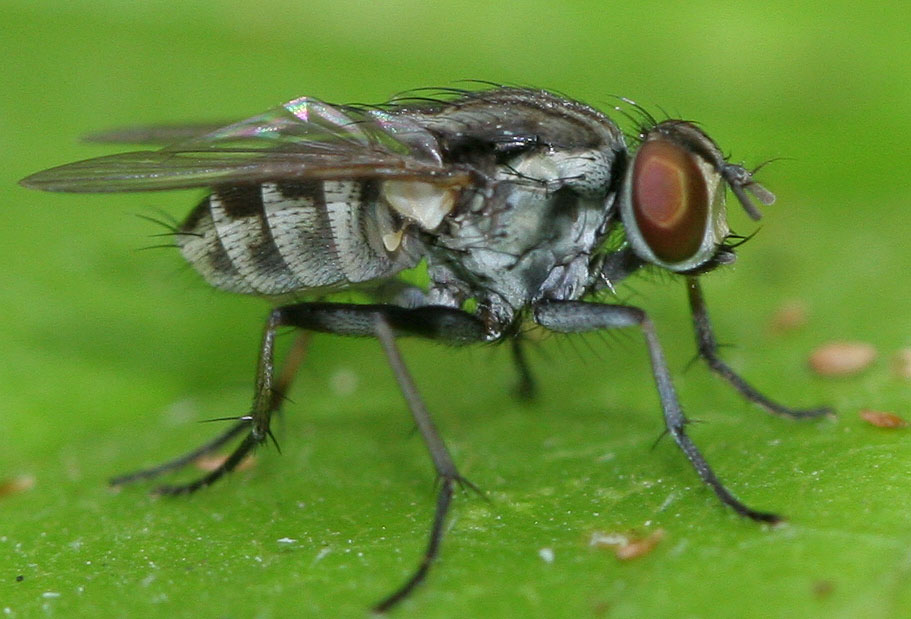 Muscidae: Lispe fuscipalpis (female) (1)