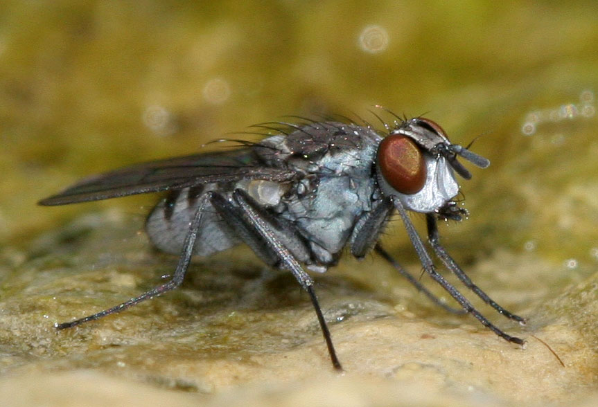 Muscidae: Limnophora pulchriceps (male) (1)