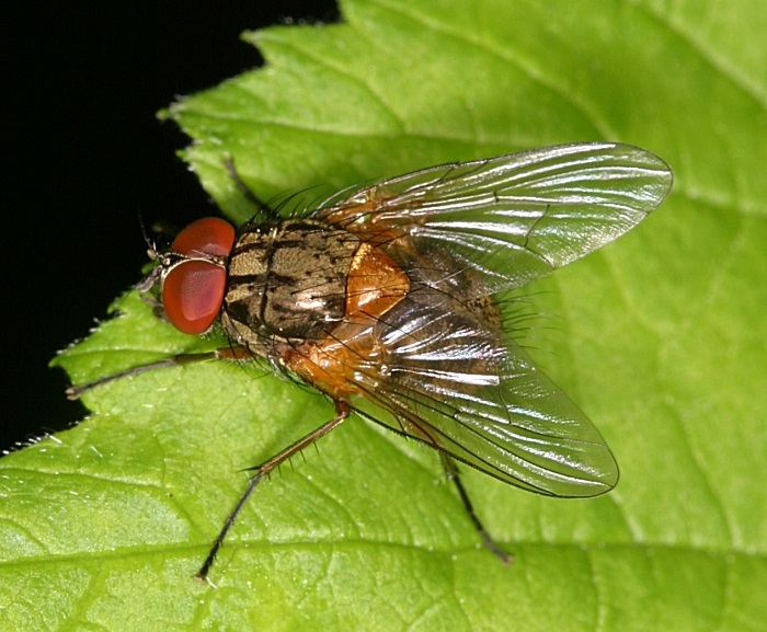 Muscidae: Mydaea corni (male) (3)
