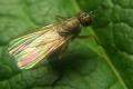 1110-dip-muscidae-coenosia-mollicula-female-valgrande-190706_t1.jpg