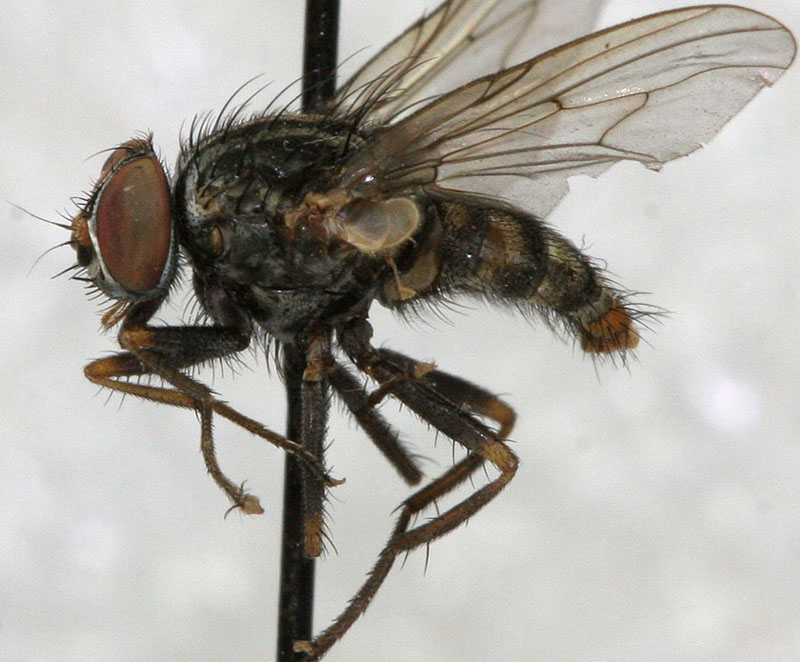Muscidae: Arthurella choelensis (male) (1)