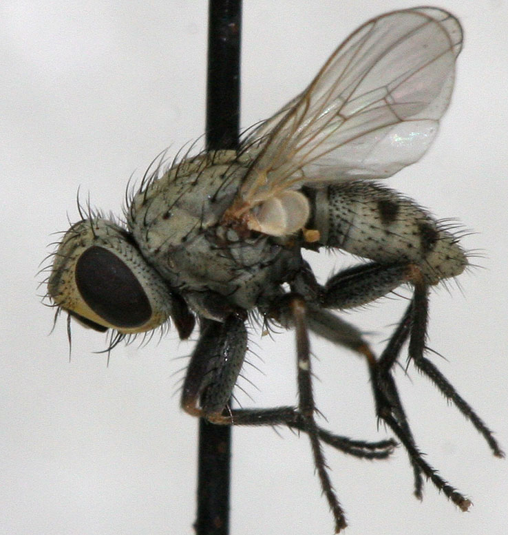 Muscidae: Tetramerinx rufitibia (male) (1)