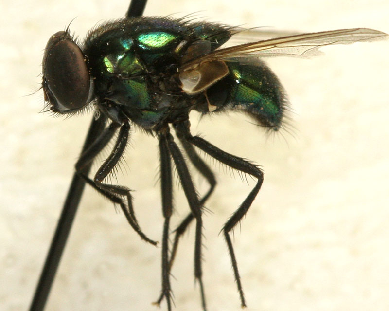 Muscidae: Mitroplatia albisquama (male) (1)