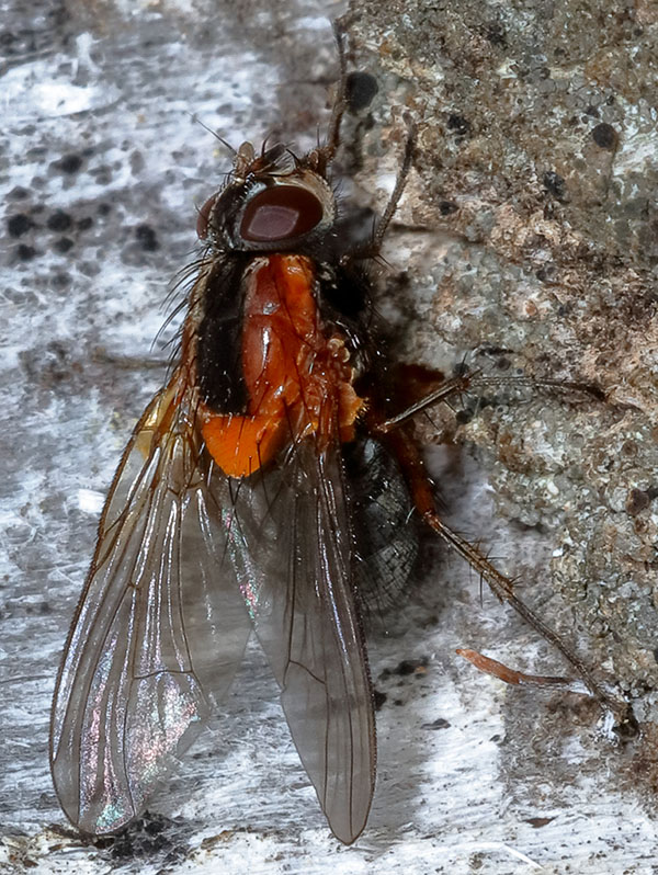 Muscidae: Palpibracus sp. (female) (1)
