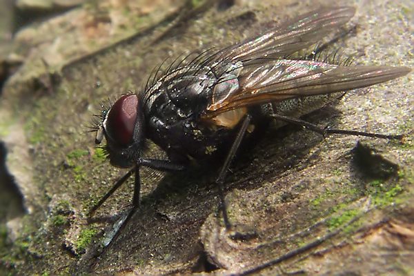 Muscidae: Mydaea ancilla (male) (2)