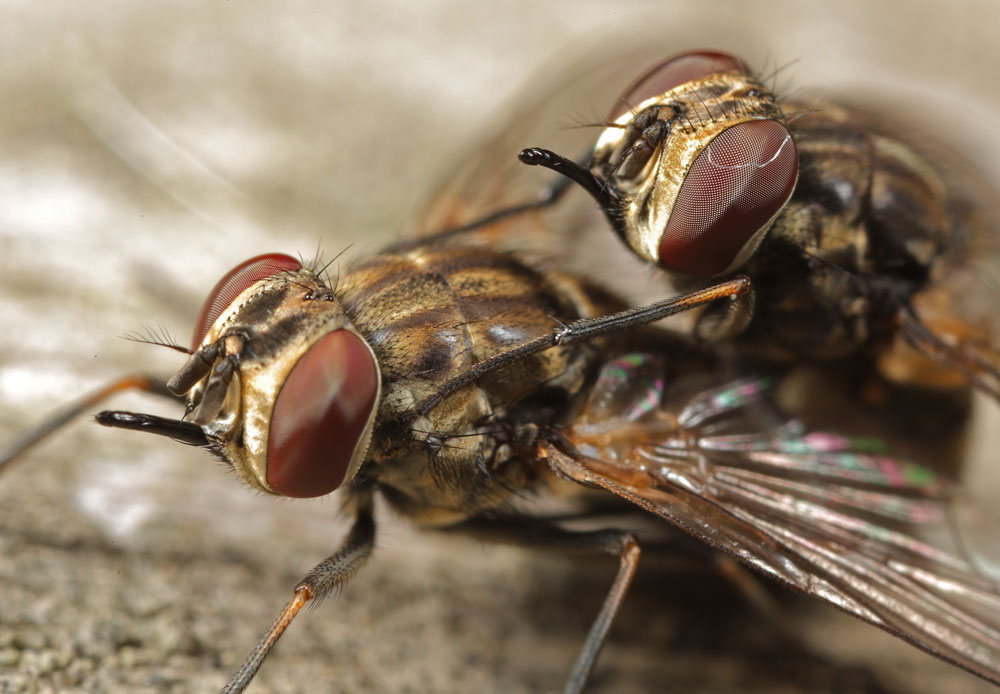 Muscidae: Stomoxys calcitrans (copula) (1)