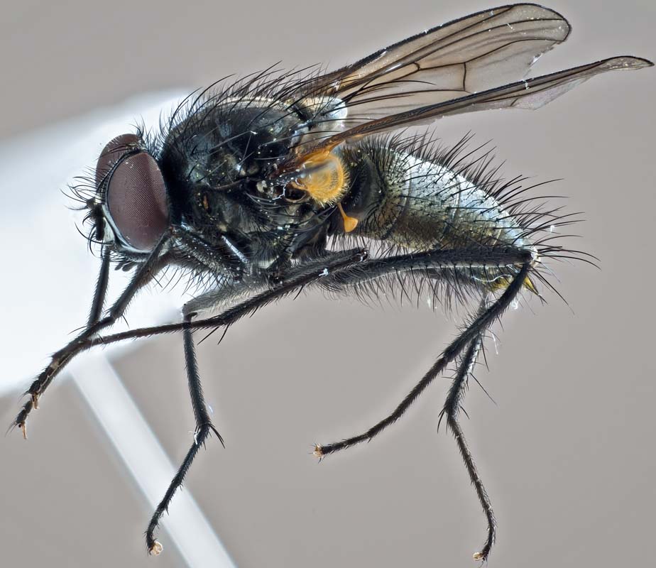 Muscidae: Thricops longipes (male) (1)