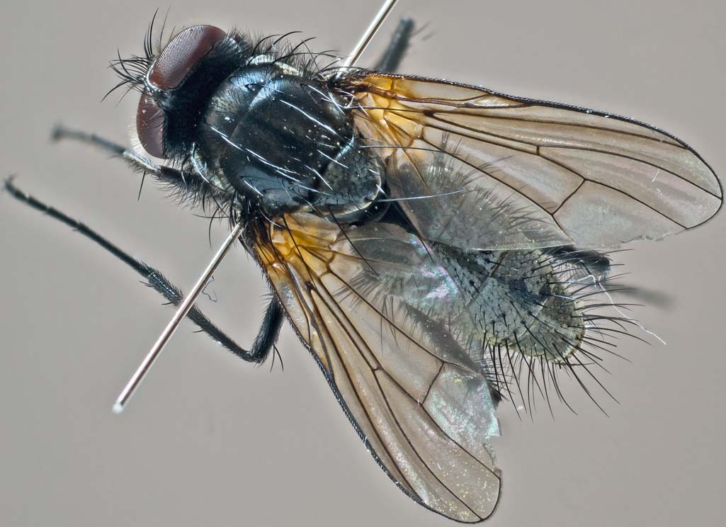 Muscidae: Thricops longipes (male) (2)