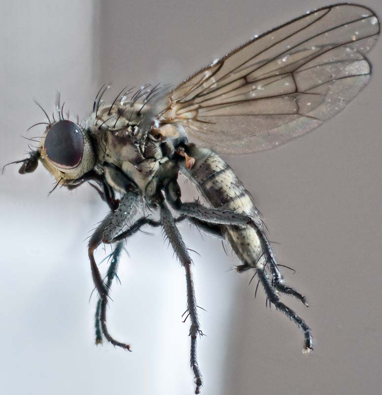 Muscidae: Schoenomyza litorella (female) (4)