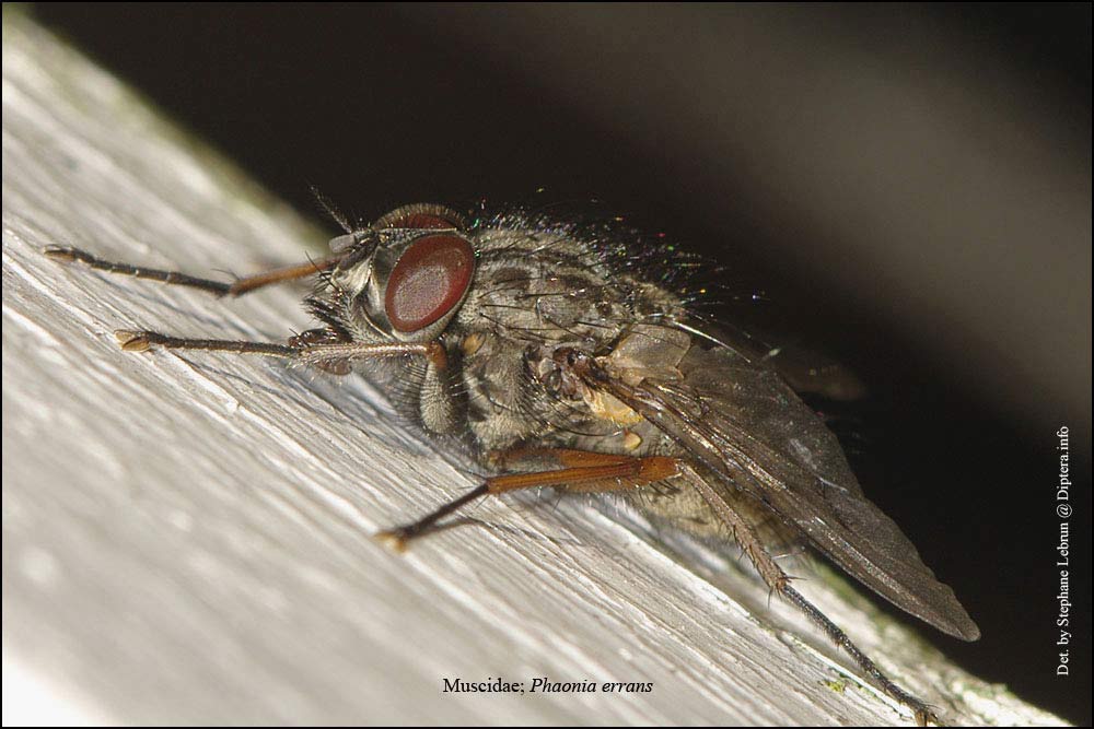 Muscidae: Phaonia errans (male) (3)