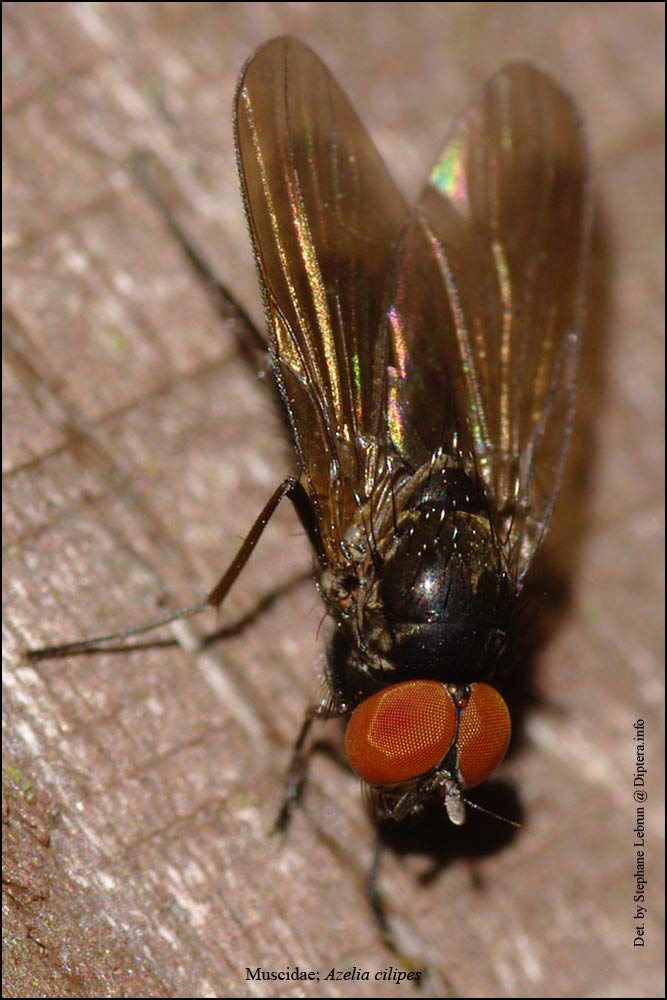 Muscidae: Azelia cilipes (male) (2)
