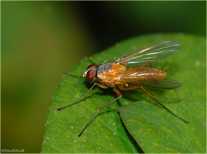 Muscidae: Achanthiptera rohrelliformis (male) (1)