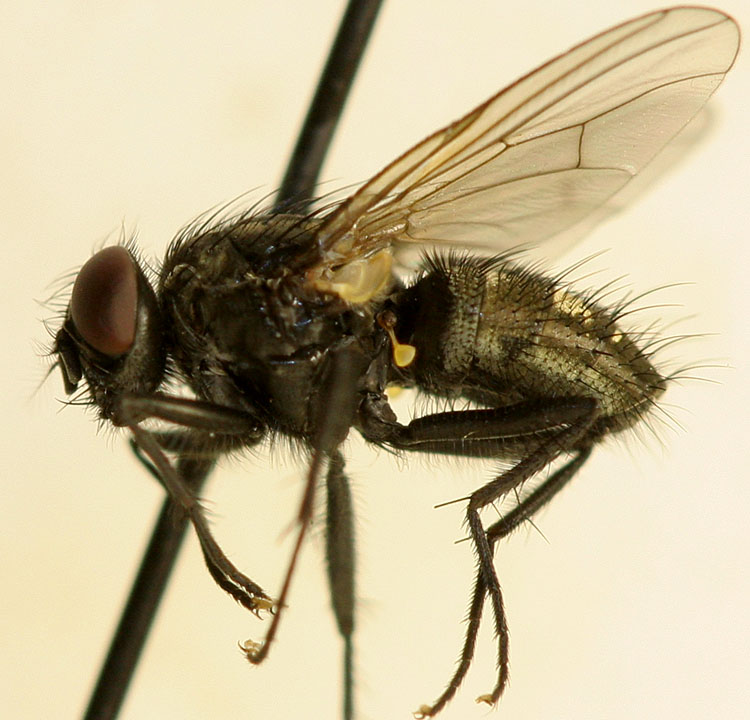 Muscidae: Polietes steinii (male) (1)