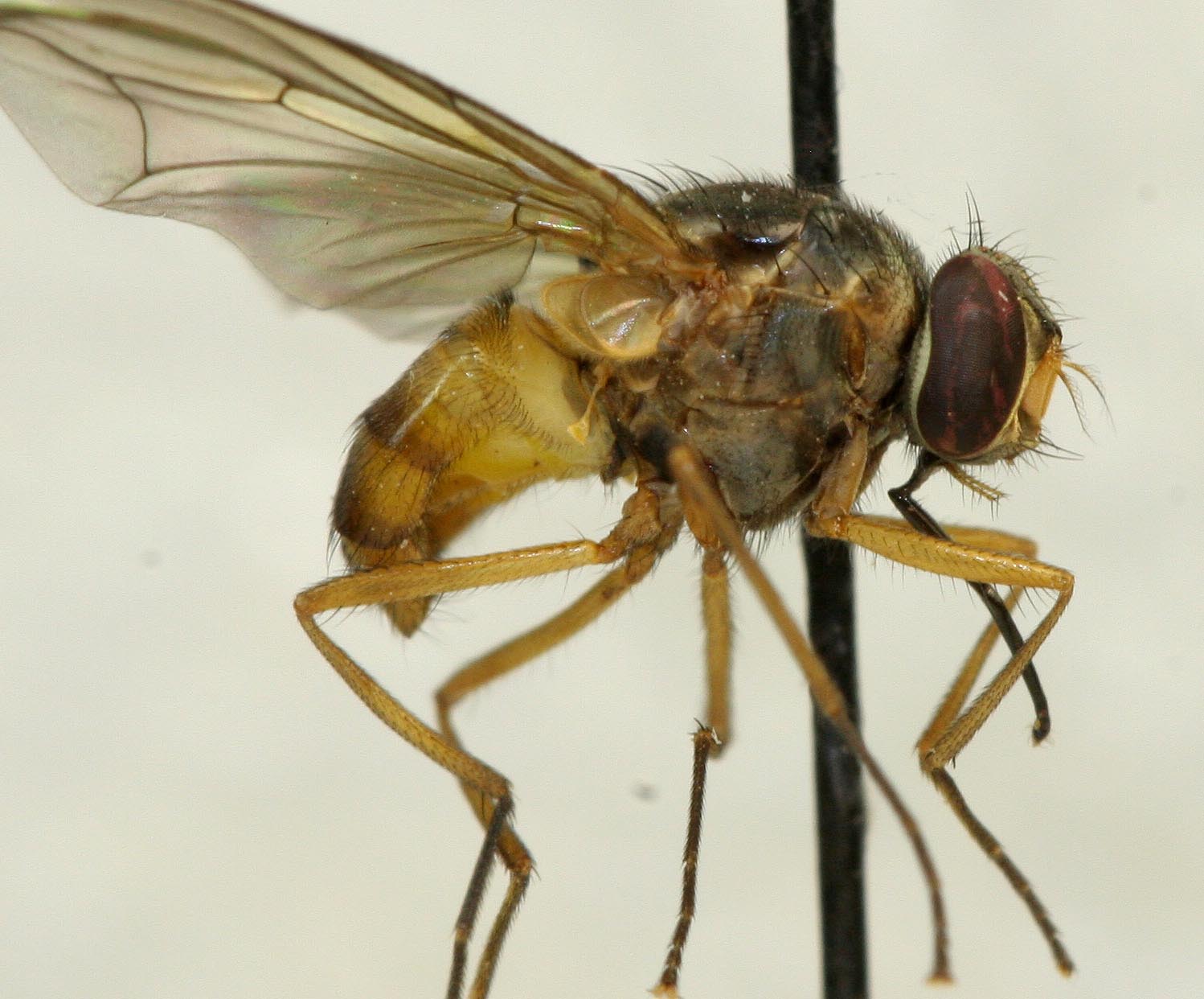 Muscidae: Stomoxys pallidus (female) (1)