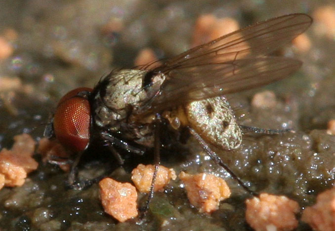Muscidae: Azelia beuki (male) (1)