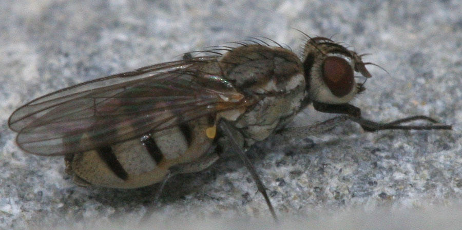Muscidae: Limnophora bipunctata (female) (1)