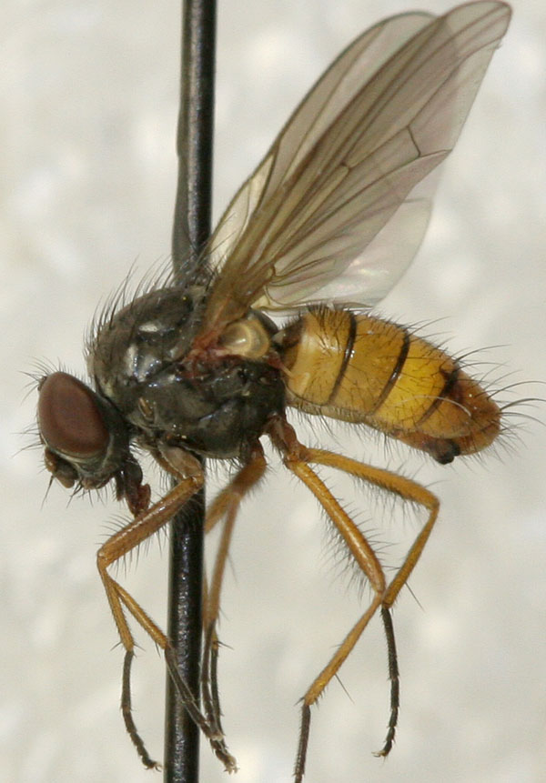 Muscidae: Lophosceles hians (male) (1)