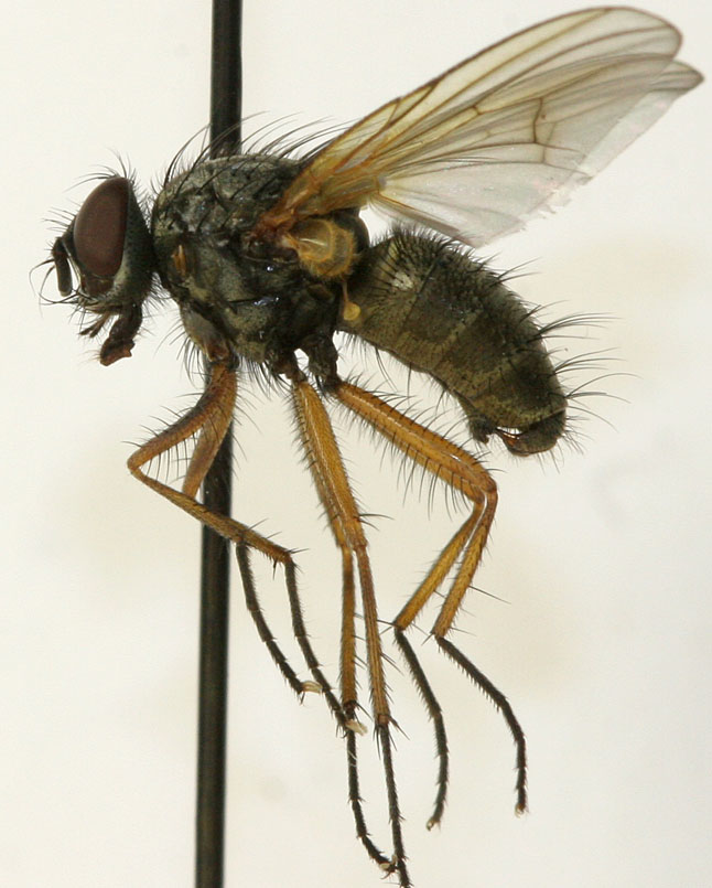 Muscidae: Thricops albibasalis (male) (1)