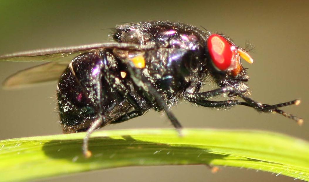 Muscidae: Neomyia rubrifacies (female) (1)
