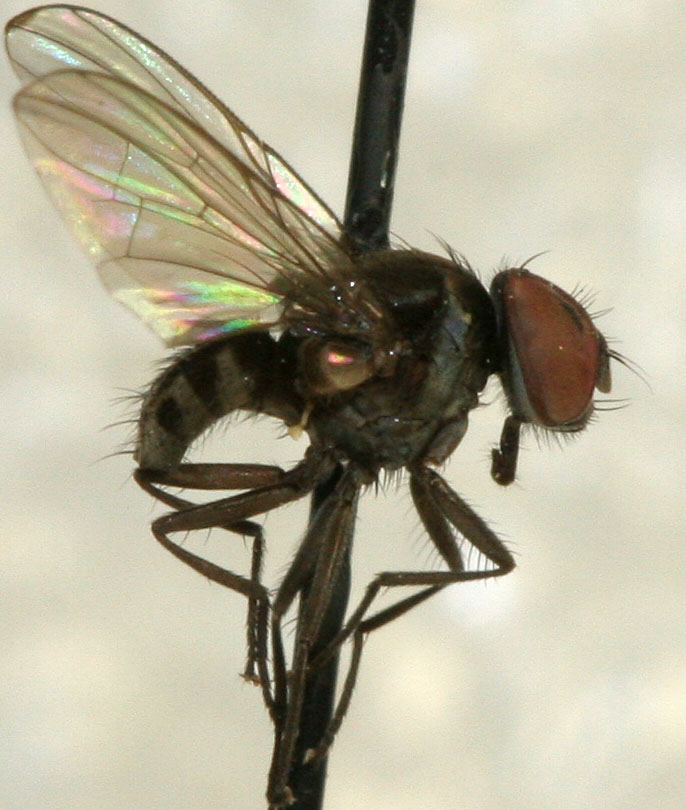 Muscidae: Gymnodia tibiseta (male) (1)