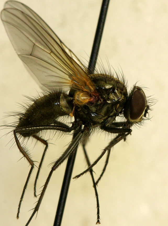 Muscidae: Thricops tomkovichi (male) (1)