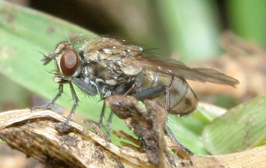 Muscidae: Lispe ambigua (female) (1)