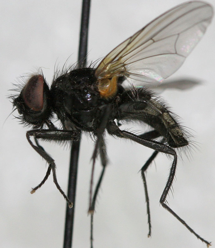 Muscidae: Hydrotaea fasciata (male) (1)