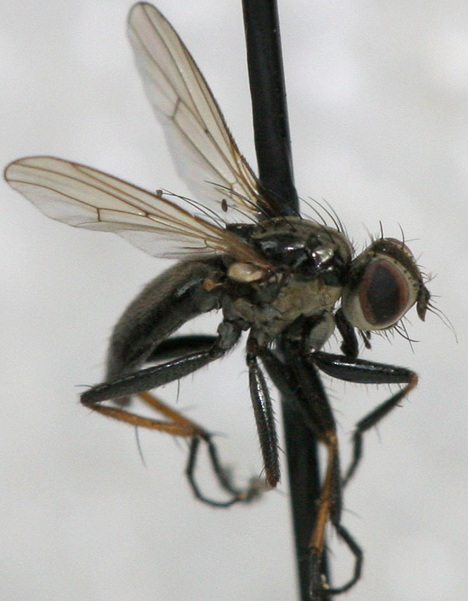 Muscidae: Microcalyptra nigrifemur (female) (1)