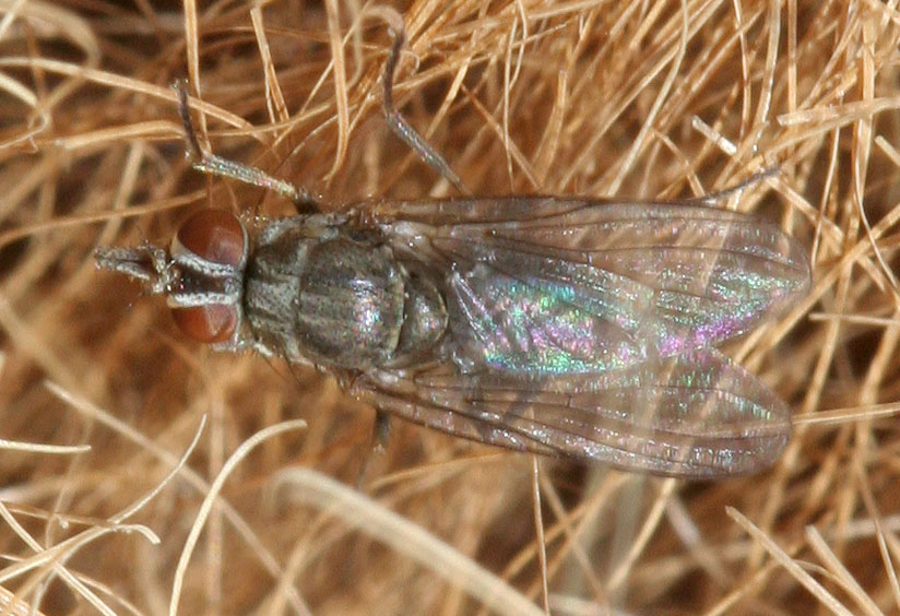 Muscidae: Haematobia irritans (female) (1)
