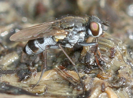Muscidae: Lispe tuberculitarsis (male) (1)